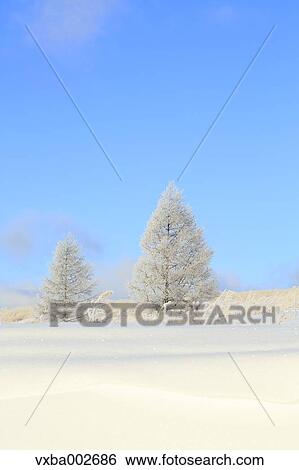 Rimed trees View Large Photo Image Stock Photograph - Rimed trees. Fotosearch
