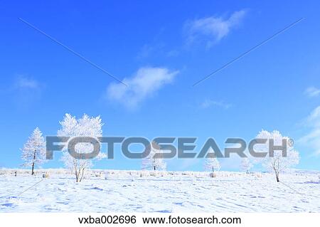 Rimed trees View Large Photo Image Stock Photograph - Rimed trees. Fotosearch