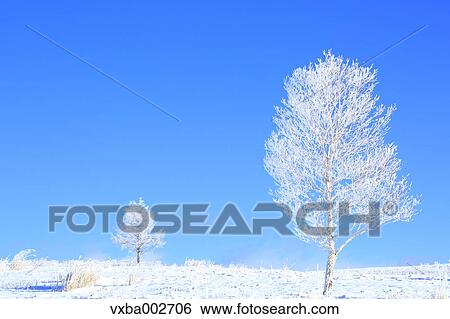 Stock Photograph - Rimed trees. Fotosearch