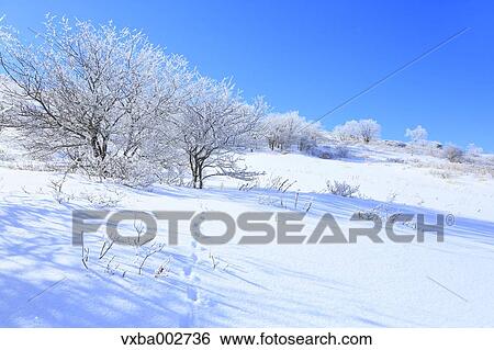 Stock Photograph - Rimed trees. Fotosearch