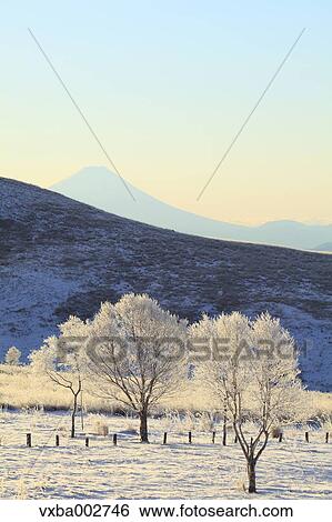 Rimed trees View Large Photo Image Stock Photograph - Rimed trees. Fotosearch