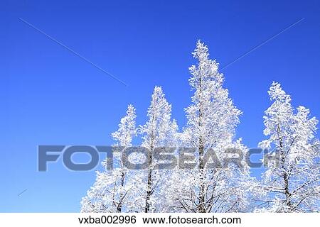 Rimed trees View Large Photo Image Stock Photograph - Rimed trees. Fotosearch