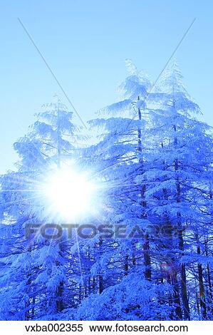 Rimed trees View Large Photo Image Stock Photography - Rimed trees. Fotosearch