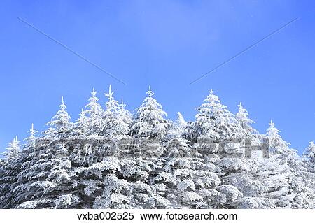 Rimed trees View Large Photo Image Stock Photography - Rimed trees. Fotosearch