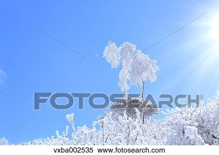 Stock Photography - Rimed trees. Fotosearch