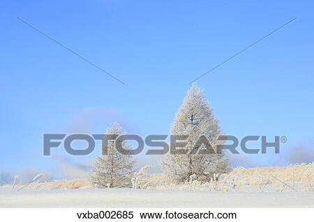 Rimed trees View Large Photo Image Stock Photography - Rimed trees. Fotosearch