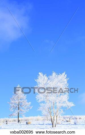 Rimed trees View Large Photo Image Stock Photography - Rimed trees. Fotosearch