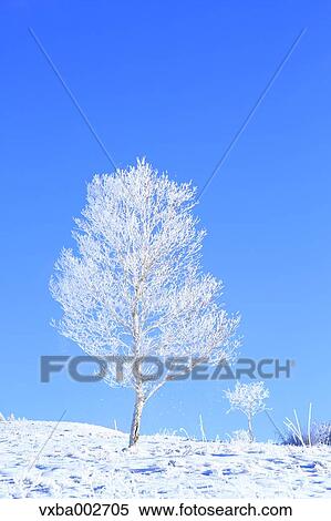 Rimed trees View Large Photo Image Stock Photography - Rimed trees. Fotosearch