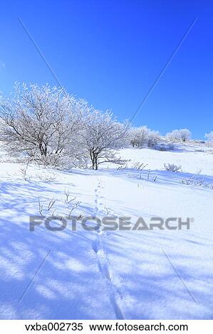 Rimed trees View Large Photo Image Stock Photography - Rimed trees. Fotosearch