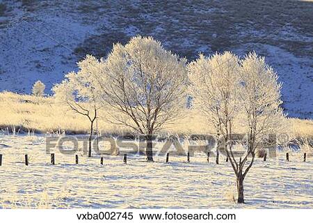 Rimed trees View Large Photo Image Stock Photography - Rimed trees. Fotosearch