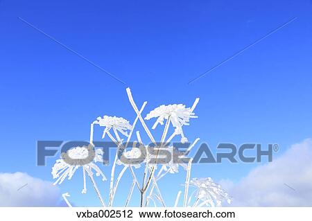 Rimed wildflowers View Large Photo Image Stock Image - Rimed wildflowers. Fotosearch