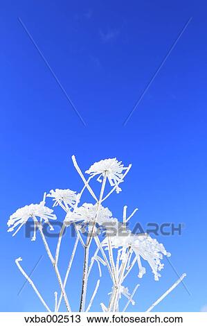 Rimed wildflowers View Large Photo Image Stock Image - Rimed wildflowers. Fotosearch