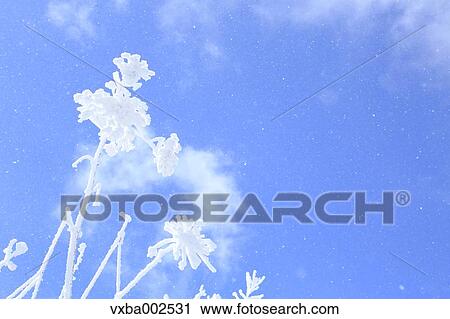 Rimed wildflowers View Large Photo Image Stock Image - Rimed wildflowers. Fotosearch