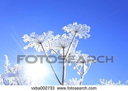 Rimed wildflowers View Large Photo Image Stock Image - Rimed wildflowers. Fotosearch