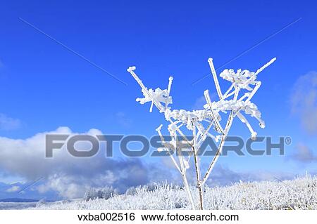 Stock Photograph - Rimed wildflowers. Fotosearch