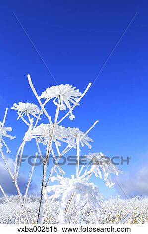 Rimed wildflowers View Large Photo Image Stock Photography - Rimed wildflowers. Fotosearch