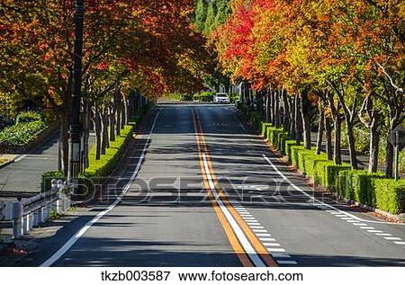 Stock Photo - Road and Autumn leaves. Fotosearch
