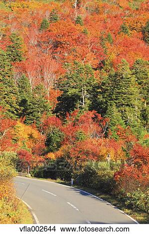 Road and Autumn trees View Large Photo Image Picture - Road and Autumn trees. Fotosearch