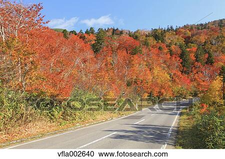Road and Autumn trees View Large Photo Image Stock Image - Road and Autumn trees. Fotosearch