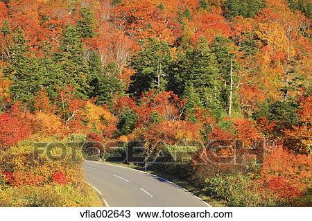 Road and Autumn trees View Large Photo Image Stock Image - Road and Autumn trees. Fotosearch