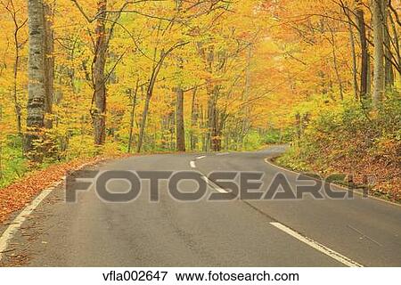 Stock Photo - Road and Autumn trees. Fotosearch