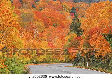 Road and Autumn trees View Large Photo Image Stock Photography - Road and Autumn trees. Fotosearch