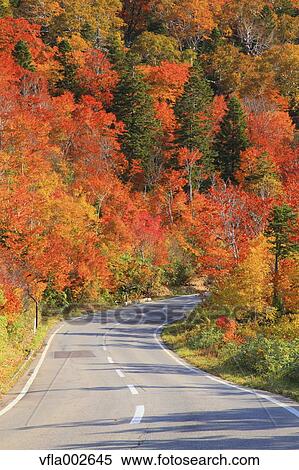 Road and Autumn trees View Large Photo Image Stock Photography - Road and Autumn trees. Fotosearch