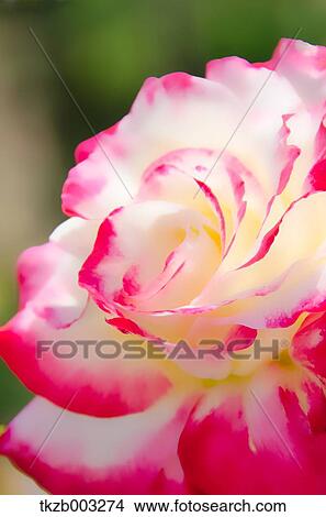 Picture - Rose. Fotosearch