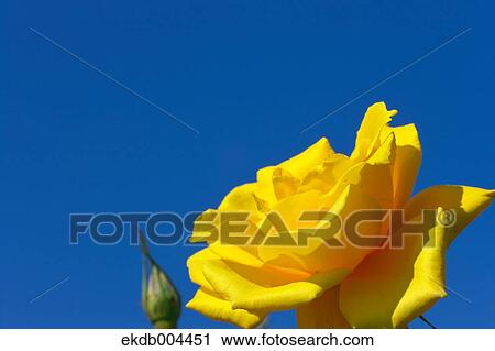 Rose View Large Photo Image Stock Image - Rose. Fotosearch