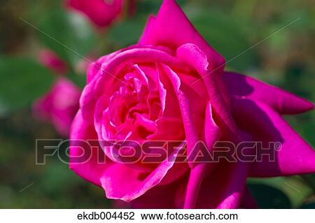 Stock Image - Rose. Fotosearch