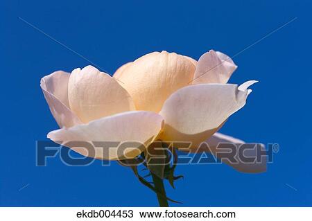 Stock Image - Rose. Fotosearch
