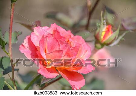 Stock Image - Rose. Fotosearch
