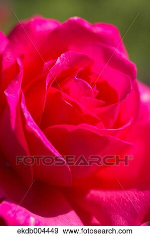 Rose View Large Photo Image Stock Photo - Rose. Fotosearch
