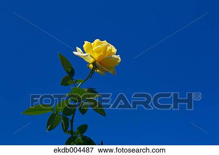 Stock Photo - Rose. Fotosearch