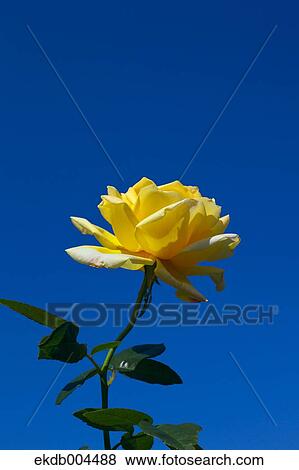 Stock Photo - Rose. Fotosearch
