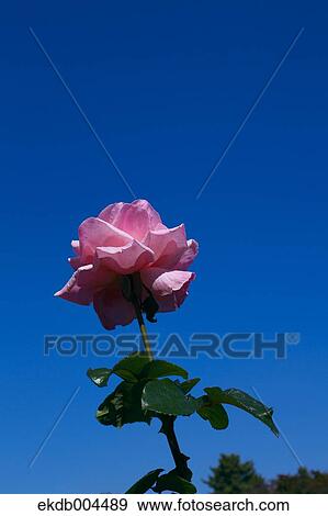Rose View Large Photo Image Stock Photo - Rose. Fotosearch