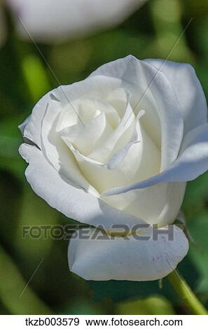 Stock Photo - Rose. Fotosearch