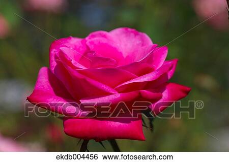 Stock Photograph - Rose. Fotosearch