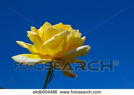 Stock Photograph - Rose. Fotosearch