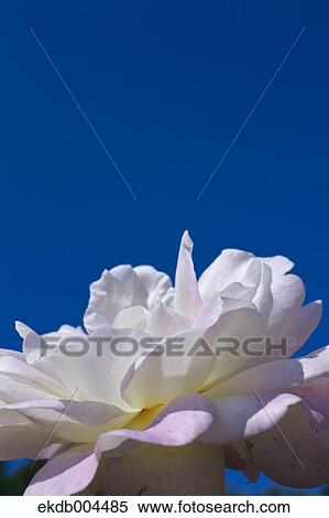 Rose View Large Photo Image Stock Photography - Rose. Fotosearch