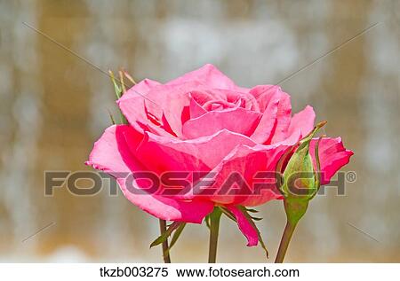 Rose View Large Photo Image Stock Photography - Rose. Fotosearch