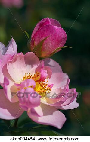Picture - Roses. Fotosearch