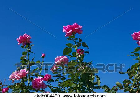 Roses View Large Photo Image Stock Image - Roses. Fotosearch