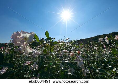 Stock Image - Roses. Fotosearch