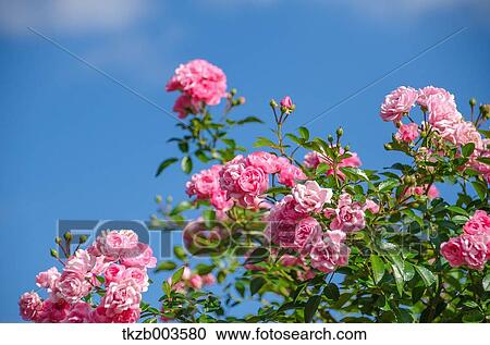 Stock Image - Roses. Fotosearch