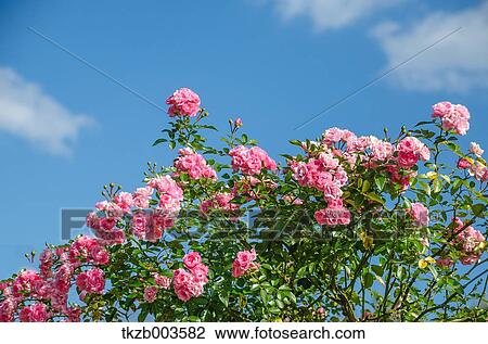Roses View Large Photo Image Stock Image - Roses. Fotosearch