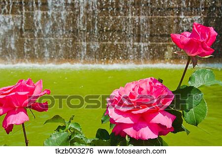 Stock Photograph - Roses. Fotosearch