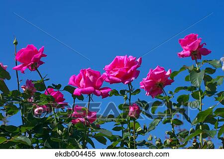 Stock Photography - Roses. Fotosearch
