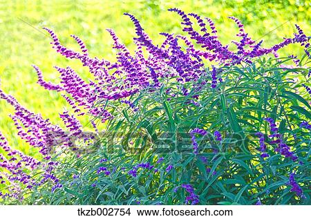 Picture - Salvia Leucantha. Fotosearch