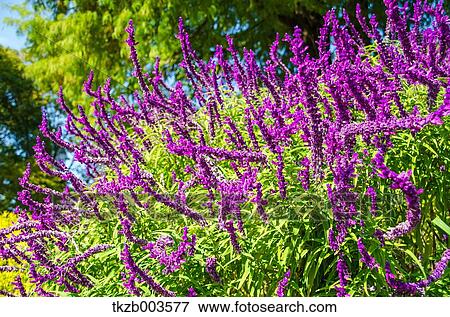 Salvia Leucantha View Large Photo Image Stock Photo - Salvia Leucantha. Fotosearch